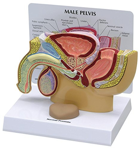 GPI Anatomicals 3550 handfat manlig modell med prostata