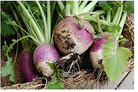 PREMIER SEEDS DIRECT Turnip - Purple TOP White Globe - 2000 Seeds (Organic) / BIO