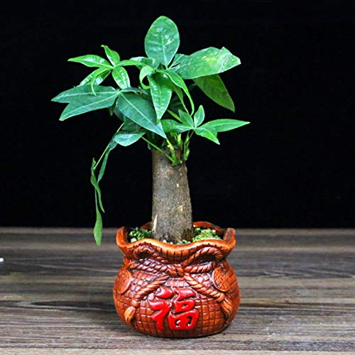zlw-shop Macetas Planta Planta de Escritorio Verdes de cerámica Tiesto Red de Hogares crisol de cerámica Tiesto Tiesto Pequeño árbol Rich Tiesto Planta Maceta Cactus