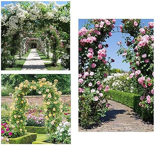 Grande arche de jardin en métal robuste pour plantes grimpantes de 1,4 m à 3,5 m de large, résistante aux intempéries, pergola en fer, treillis, arche de rose, blanc, largeur 3 m x hauteur 2,2 m