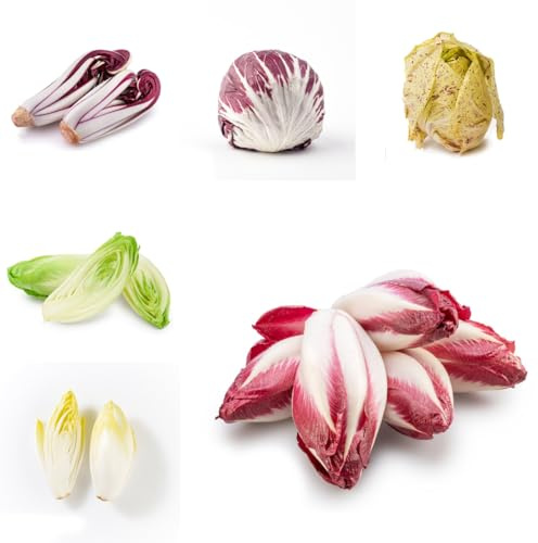 semillas de achicoria, jardín balcón, cobertura del suelo orgánicas, 250pcs