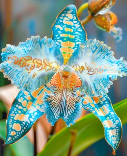 Rizoma Di Cymbidium Orchidea, Resistenti Al Freddo E Alla Siccità, Facile Da Coltivare, Splendide esposizioni in giardino-5 Rizoma-D