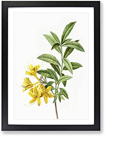 Yellow Azalea Flowers By Pierre Joseph Redoute Vintage Framed Print | A2 Black Framed Wall Art | Ready to Hang | Classic Floral Picture | Living Room Bedroom Lounge Office