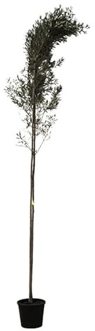 Olivier Olea Europaea 80 cm Pot 20l - Plante En Pot - Floraison Mai à Juin Exposition - Hauteur 80 Cm - Exposition Soleil Sol