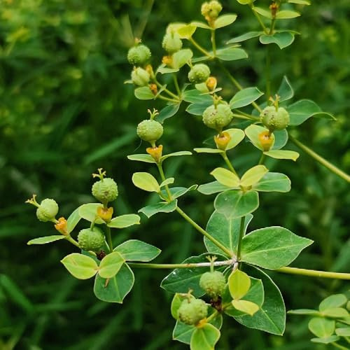 Semi di euforbia - prodotti sostenibili Euphorbia pekinensis - semi aromatiche resistenti per il giardino rare esotiche 30pcs