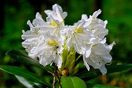 Rhododendron 'Cunningham's White' in 9cm Pot, Stunning White Flowers 3fatpigs®
