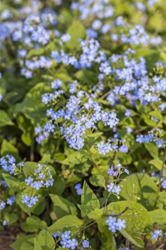 Brunnera macrophylla 9x9 cm Topf – Winterhart, Mehrjährig, Pflegeleicht – Kaukasusvergissmeinnicht – Staude für Schattenbeet & Unterpflanzung