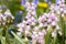 Hyacinthoides hispanica 'Rose Queen' - Spanisches Hasenglöckchen, rosa Blüten, Blütezeit April-Mai, ideal für schattige Beete, pflegeleicht und bienenfreundlich