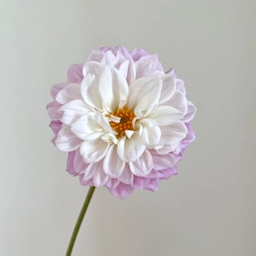 dalia tuberi resistente - giardino 1pcs