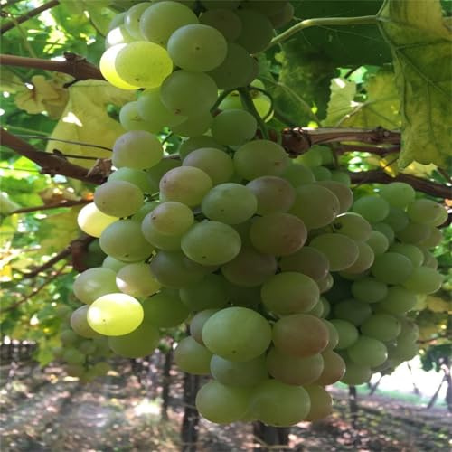 Das Bunt Gemischte, Exklusive, Winterhart Traubenwurzel, Weintrauben Kernlos Winterhartes, Trauben Kernlos, Garten Tafeltraube, Elegante, -1 Weinreben -H