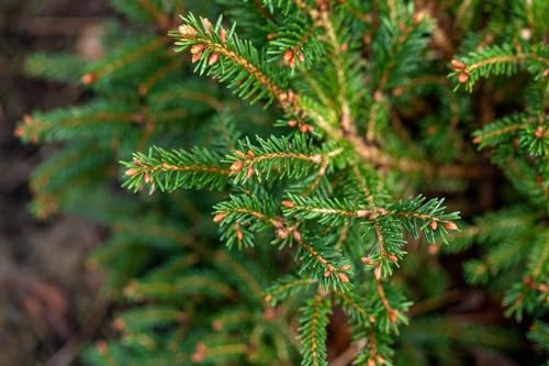 Picea abies 'Pygmaea' 25–30 cm – Winterhart, Immergrün, Pflegeleicht – Zwergfichte – Ziergehölz für Steingarten & Kübel