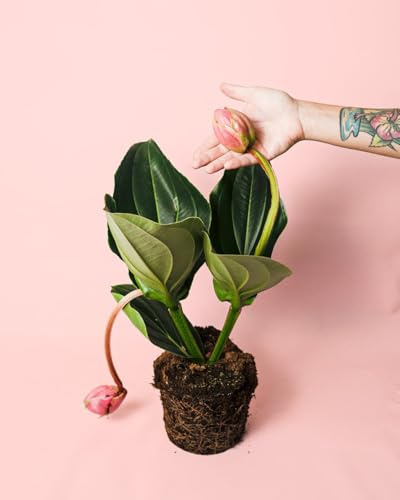 PUR PLANT Medinilla Flamenco | Planta de Interior Natural con Flor | Flores Rosadas Colgantes Decorativas | Maceta de Ø 17 cm