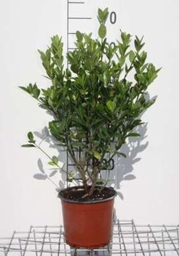 Euonymus japonicus - Fusain Du Japon 40-60 cm en pot