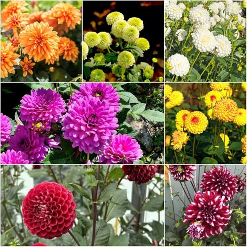 bulbos de dalia - de balcón resistentes bulbos temprana balcón con camas elevadas temprana perennes resistentes Comprar dalia jardín 5pcs