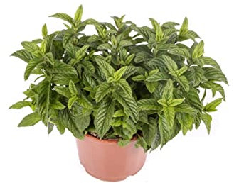 Hierbabuena Planta Natural de Mentha Spicata, Yerbabuena o Menta de Jardín