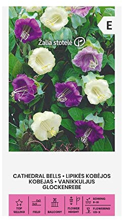 Zalia stotele | Semi di Kalanchoe pinnata | Semi di fiori | Semi di piante | Semi da giardino | 1 pacchetto