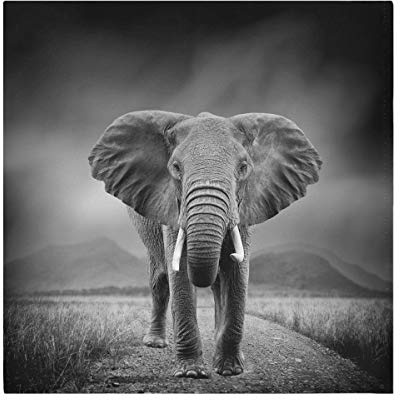 TropicalLife HaJie Servietten Afrika Elefant Tiermuster Druck Dinner Serviette Papier Satin Polyester Tuch wiederverwendbar Servietten für Tisch Kinder 50,8 x 50,8 cm, 1 Stück