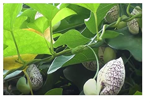 Stk - 10x Aristolochia littoralis Strand Pfeifenwinde Garten Pflanzen - Samen ID999 - Seeds & Plants Shop by Ipsa