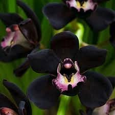 25 Pezzi di Orchidea Nera