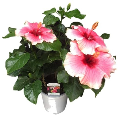 Árbol Natural - Hibiscus - Planta con Grandes Flores de Color Rosado