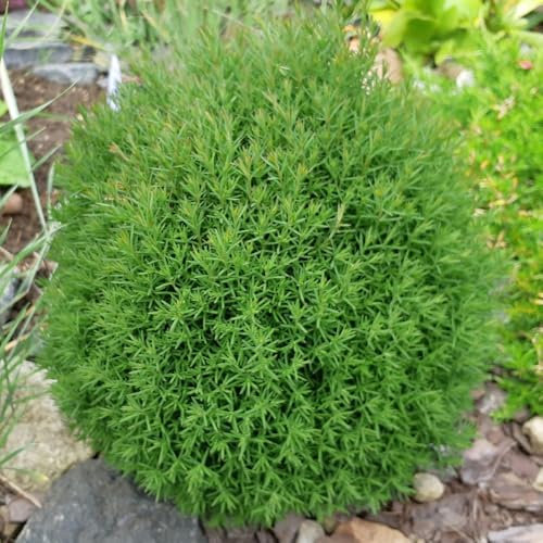 Thuja occidentalis 'Teddy' Dwarf Evergreen Conifer Neat Rounded Habit Soft Feathery Emerald Green Foliage Ideal for Rockeries Borders 1X or 3X 1 Litre Pots by Thompson and Morgan