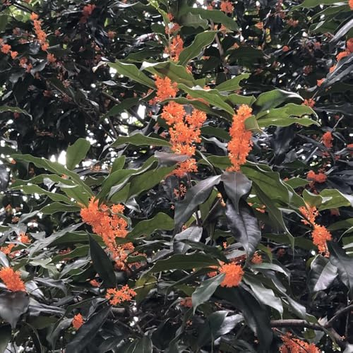 lorbeer winterhart - gewürzlorbeer mehrjährig garten 8samen
