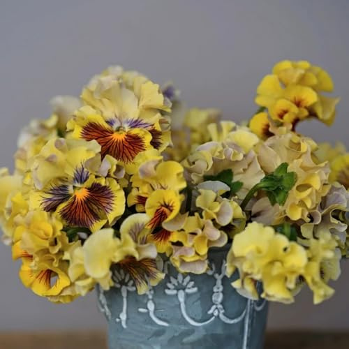 Semillas de pensamiento, para exterior resistentes al invierno. Viola tricolor, semillas de jardín100pcs