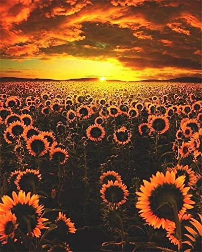 Zdklfm69 Malen nach Zahlen Ölgemälde nach Zahlen Landschaft Erwachsene Sonnenblume Sonnenuntergang auf Leinwand Ölbild Zeichnung Malen nach Zahlen Dekoration Geschenk 40x50cm