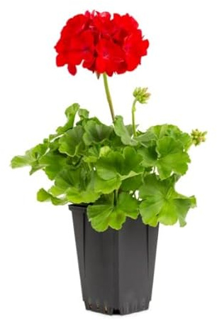 DECOALIVE Geranio Flor Natural para Decorar el Balcón del Hogar