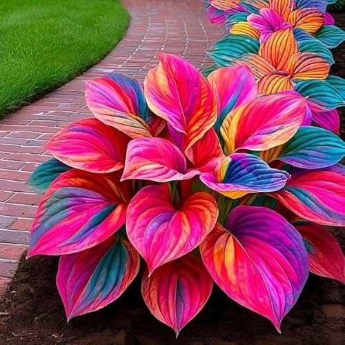Radici selezionate di hosta,Bulbi di hosta,miste,resistenti al freddo e alla siccità,adatte per la decorazione di giardini e balconi-2 Rizoma-D