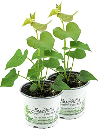 2er Set Süßkartoffel Pflanze Ipomea batata, Gemüse Pflanze, Aus Nachhaltigem Anbau!