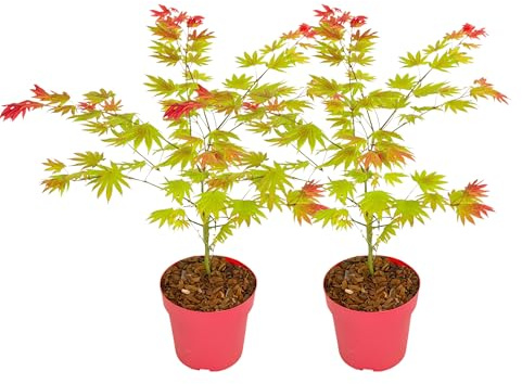 Plant in a Box - Acer palmatum 'Moonrise' - Set de 2 - Arce japonés resistente al invierno - Maceta 19cm - Altura 40-50cm