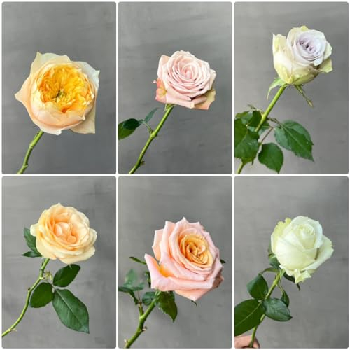 100 pcs rosen samen mehrjährig, rosensamen, schattenpflanzen winterhart, pflanzen für balkon kletterrosen winterhart pflanzen garten, stauden winterhart wildblumen, winterharte stauden