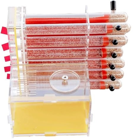 Natürliche Ameisenfarm, Ameisenfarm, Ameisenhaus, Ameisennest, Gips, Reagenzglas, Ameisenfarm aus Acryl, transparent, Ameisenbeobachtung, Verhaltensstudie, Ameisen und Königinnen, Ausbildung, Ameisenf