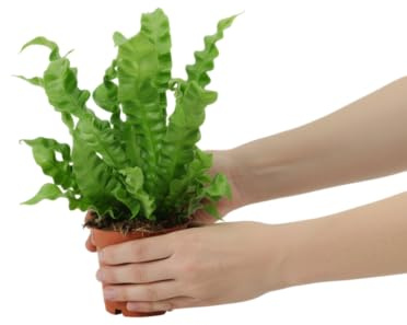 Planta Asplenium DECOALIVE Helecho de Interior Para Crear Ambientes Relajantes y Verdes