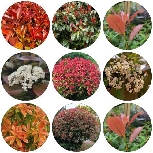 Photinia del petirrojo rojo de jardín decoración cortadas Petirrojo rojo de Photinia bonsái interior resistentes para jardines rocas semillas 40pcs