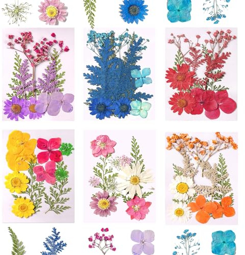 Kaizuca 6 Stück Gepresste Blumen,Natürliche Getrocknete Blumen, Bastelmaterial, Trockenblumen geeignet für Handyhüllen, Fotorahmen, Seifenherstellung, Scrapbooking