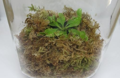 florari DIY Flaschengarten Set 4 mit Pflanzen - Pflanzenterrarium Glasgarten Karnivore Fleischfressende Pflanze