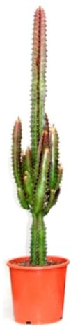 Planta natural suculenta Euphorbia Trigona. Altura 60 cm. Planta Africana de la Buena Suerte. Resistente a la sequía, mejora la calidad del aire