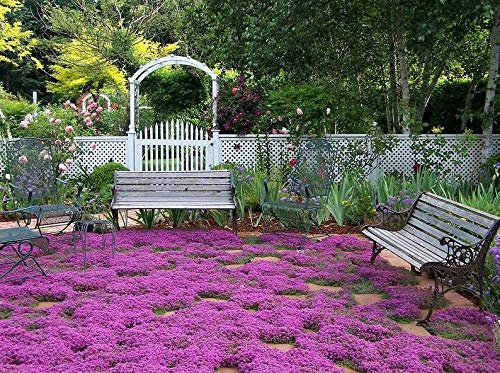 Ultrey Seed House - Fragrance Long Haired Mountain Thyme Seeds Sand Thyme Creeping Carpets Groundcover Perennial Flowers Stonecrop Seed Hardy Perennial: Seeds Only