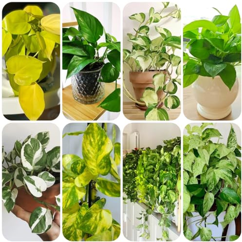 semillas de hiedra, invernaderos balcón oficina perennes resistentes interior purificadoras aire decoración sala estar balcón en variedades 400pcs