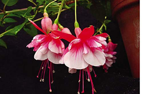 Pack x6 Trailing Fuchsia 'Swingtime' Summer Garden Plug Plants