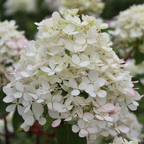 Hortensia paniculé 'Diamond Rouge'® – Hydrangea paniculata 'Diamant Rouge'® – 40-50 cm pot