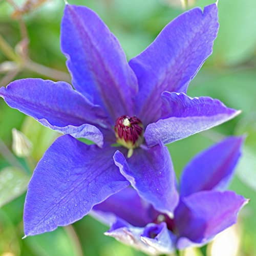 Clematis 'The President' - Hardy Flowering Shrub with Large Velvety-Purple Blooms - Free Flowering Variety, RHS Award of Garden Merit, Ideal for Trellis 1x 7cm Pot by Thompson and Morgan