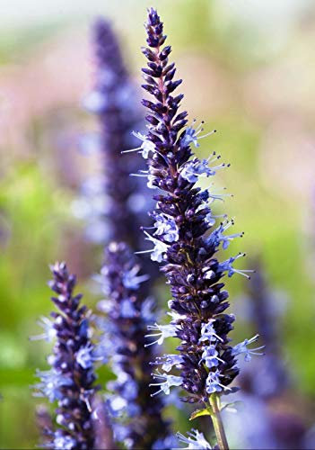 50+ graines d'hysope d'agastache bleue/graines de fleurs vivaces