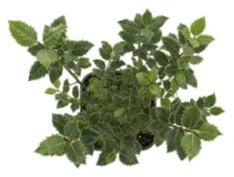 DECOALIVE Acebo Natural Planta Viva que Aporta Encanto Navideño y Frescura