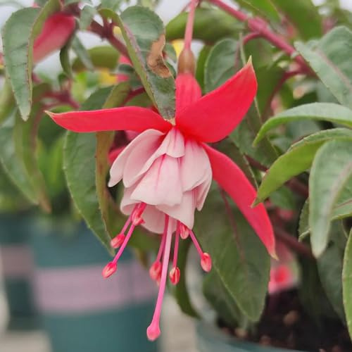 Fuchsien, pflanzensamen alte sorten blumensamen gastgeschenk wildblumensamen blumenbeet frühlingsblume winterharte kübelpflanzen steingartenpflanzen winterhart kräuterpflanzen 180samen