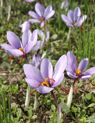 Seedeo - Safran (Crocus sativus) 10 Zwiebeln