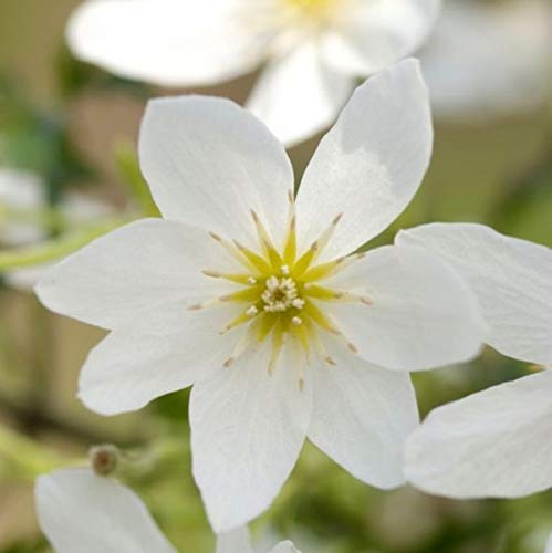Clematis 'Joe' - Waldrebe 50-60 cm Pflanzcontainer