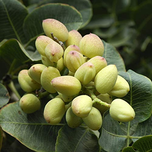 Benoon Semi Di Pistacchi, 5 Pezzi Semi Di Pistacchi Non OGM Semi Di Pistacchi Freschi Facili Da Piantare Per Giardino Seme